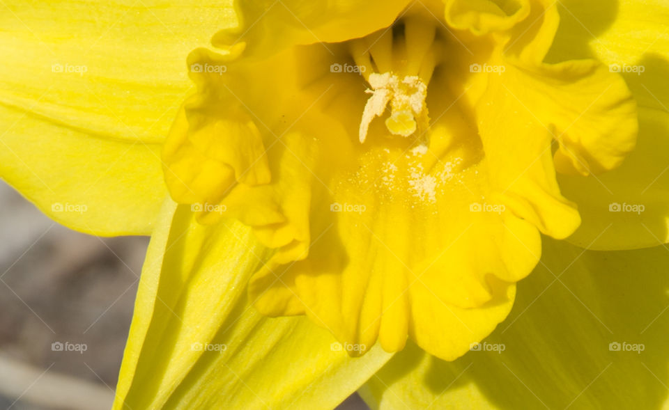 close-up daffodil
