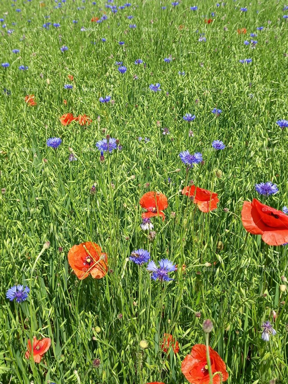 Poppies and Cornflowers