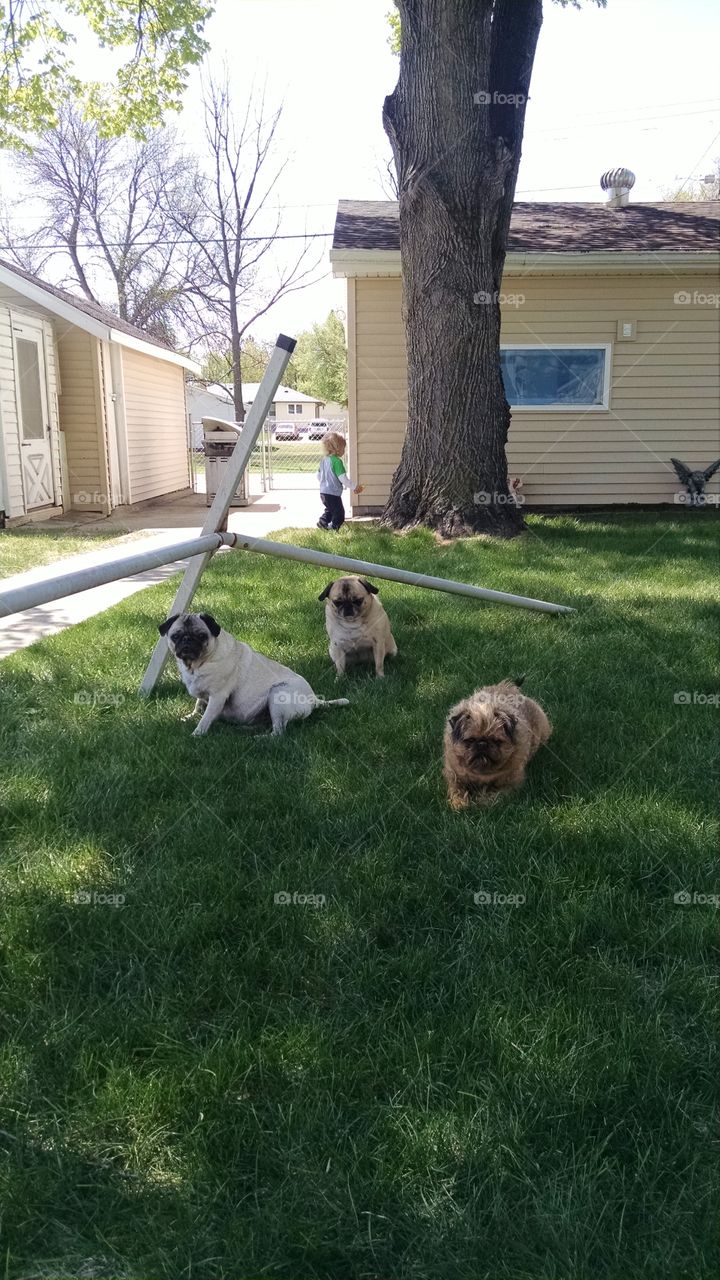 Motley Crew II. Pugs and a griffon posing for the camera on a summer day.