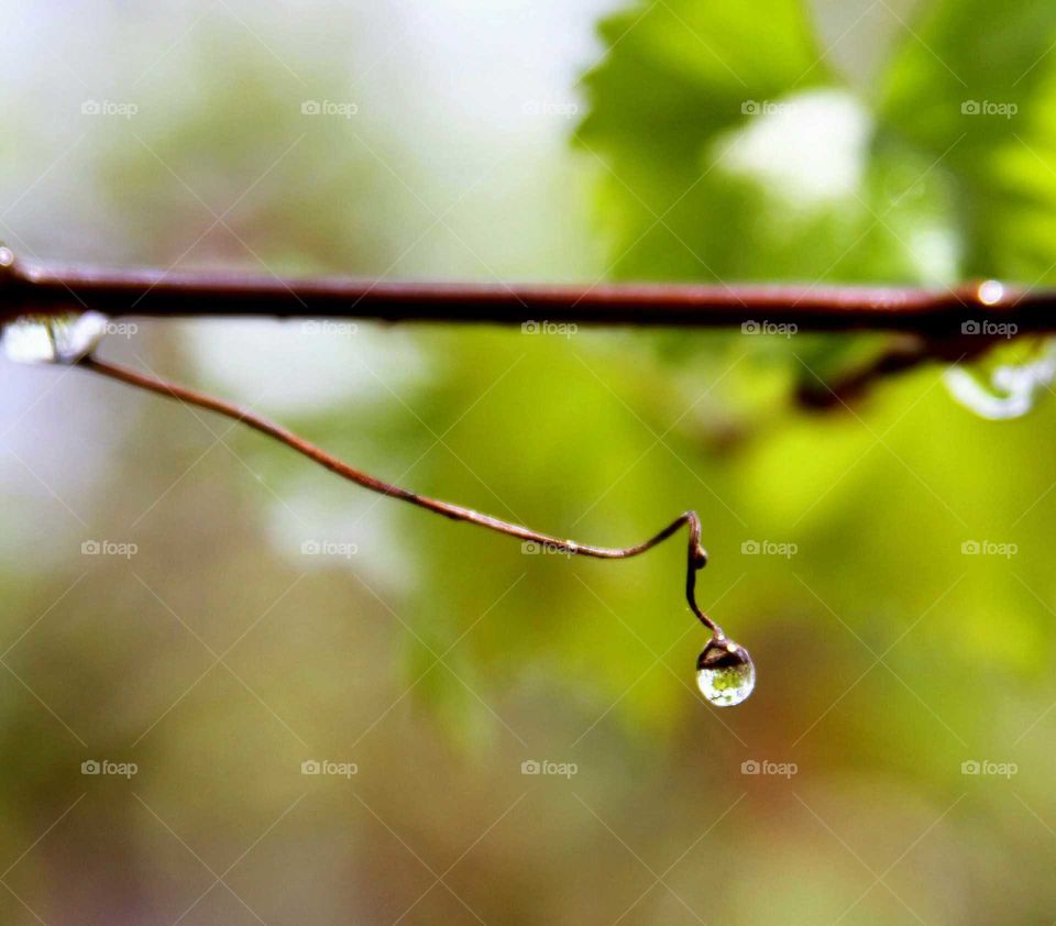 a waterdrop suspended at the end of a dried vine.