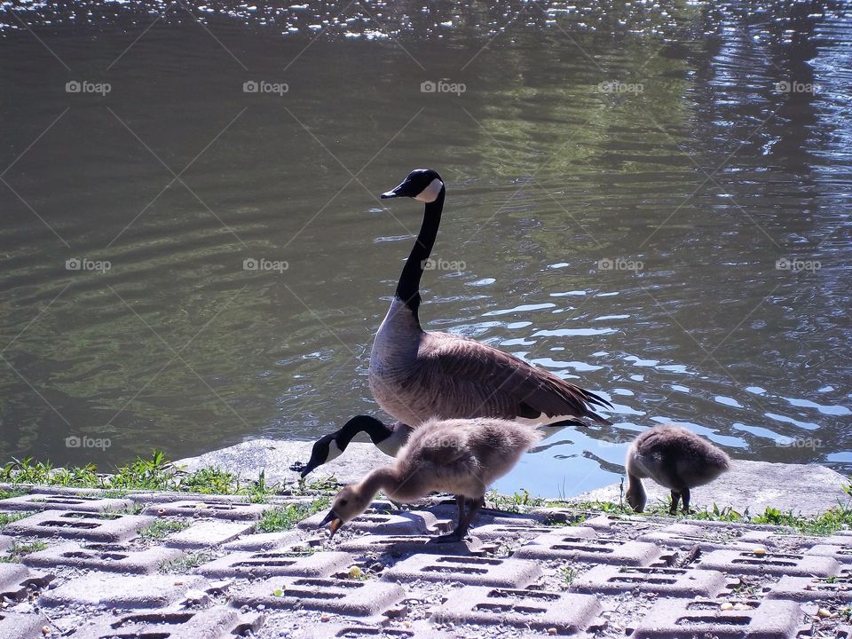 goose and babies