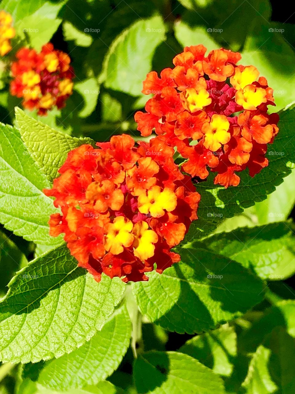 Three color flowers