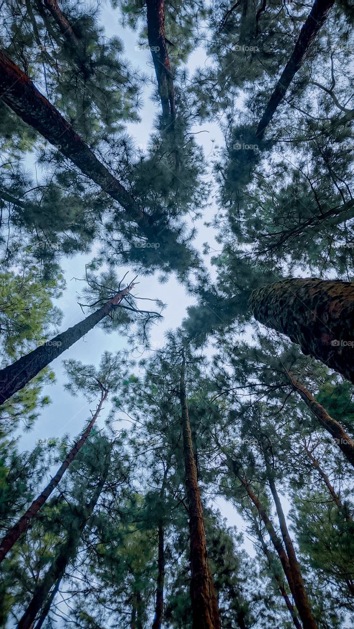 Kerala vagamun pine walley