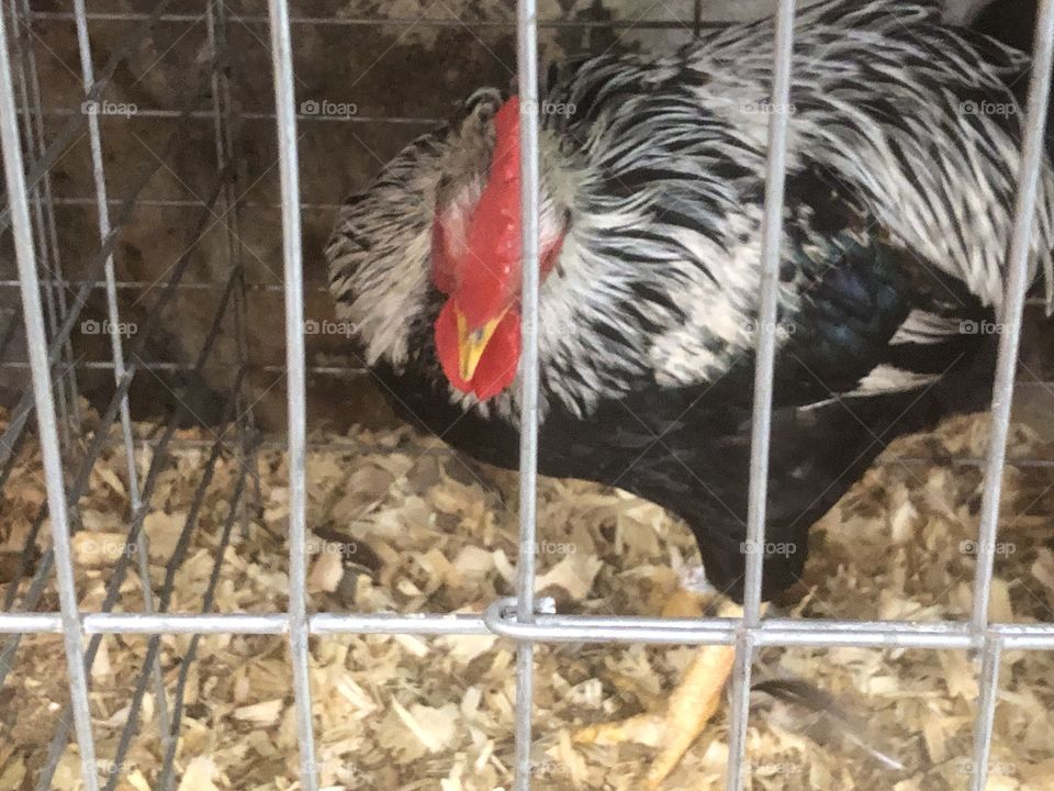 Rooster in cage