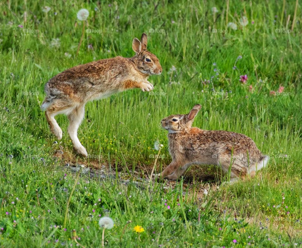 Bunnies at play