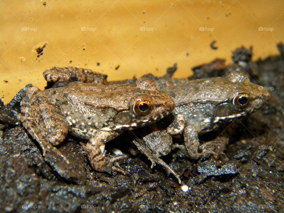Juvenile bronze frogs
