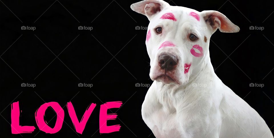 Dog with Kiss Marks
View of white dog with red lipstick kiss.