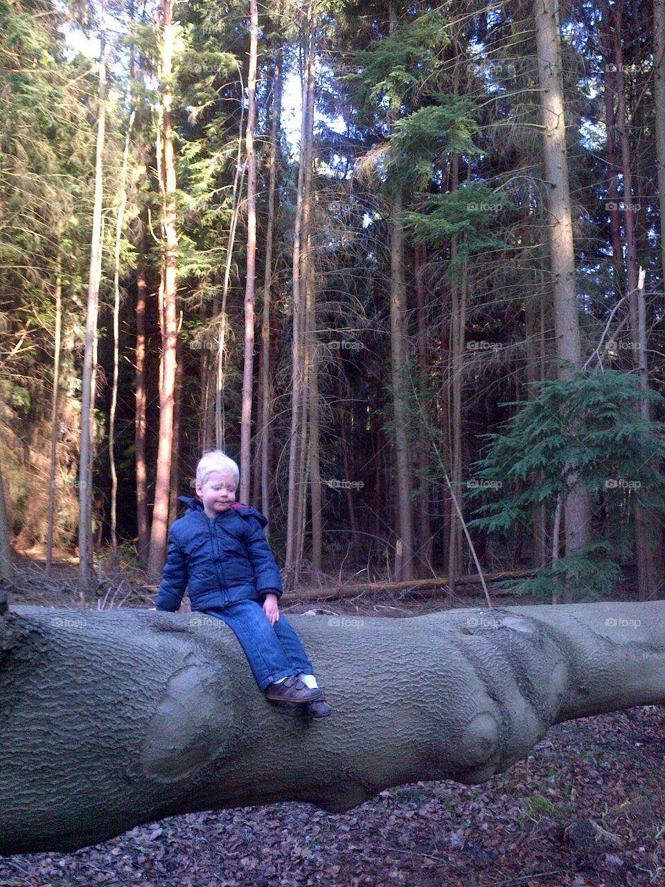 Fallen tree in woodland, Surrey, England