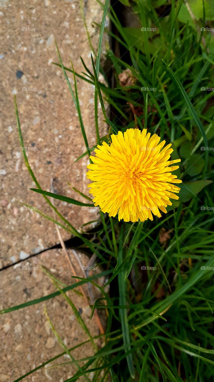 Beautiful Dandelion