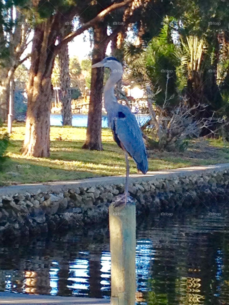 Great Blue Heron