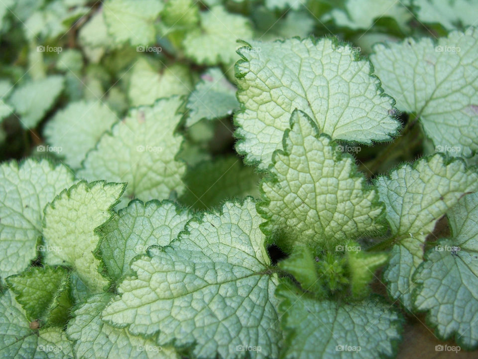 Small green leaves close up; macro