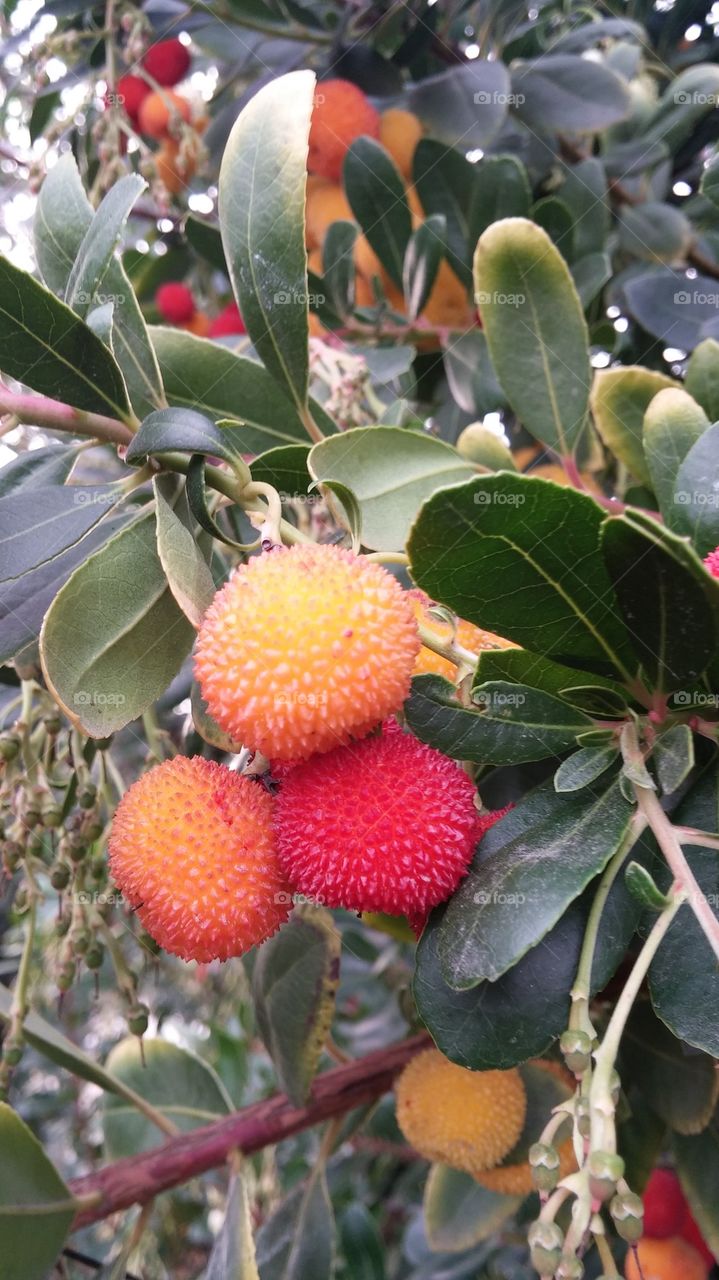 beautiful fruit trees