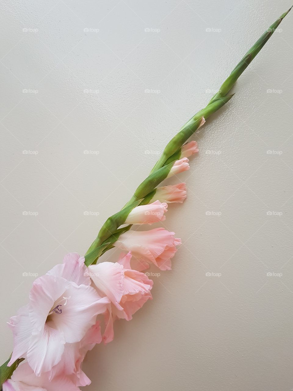 Pale pink gladiolus flowers in interior still life