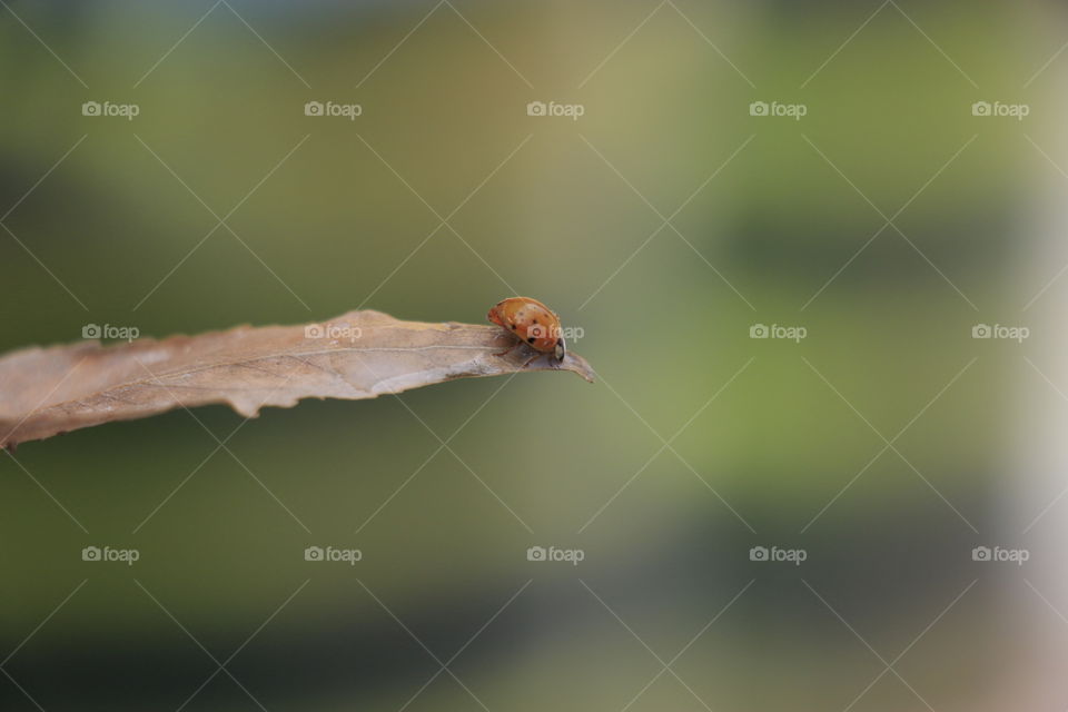 Lady bug on a leaf