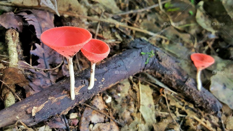 Fungi Cup, red mushroom, champagne shape cup, beautiful small plant