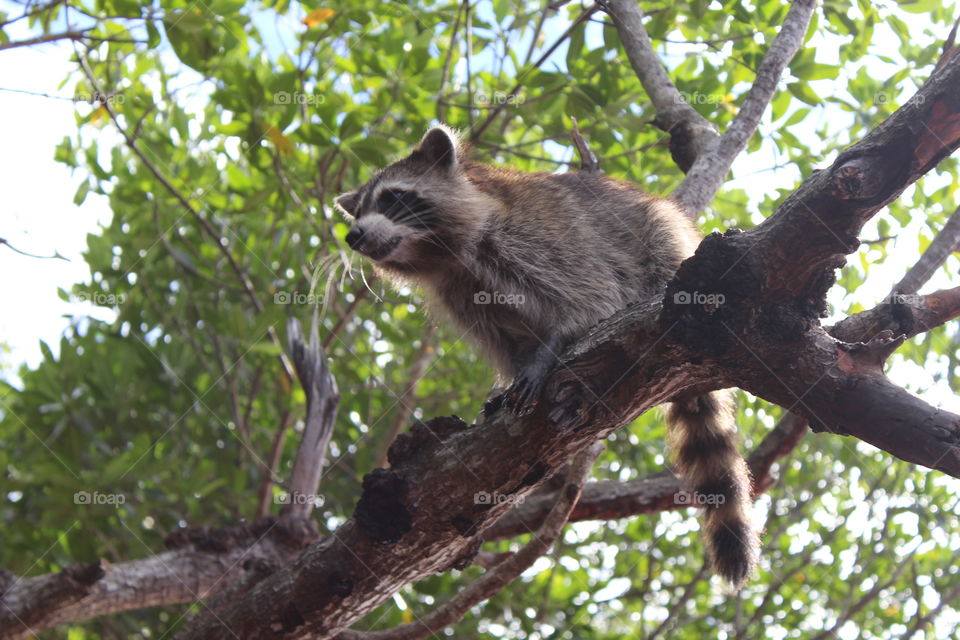 Airboat Tour Raccoon In Tree