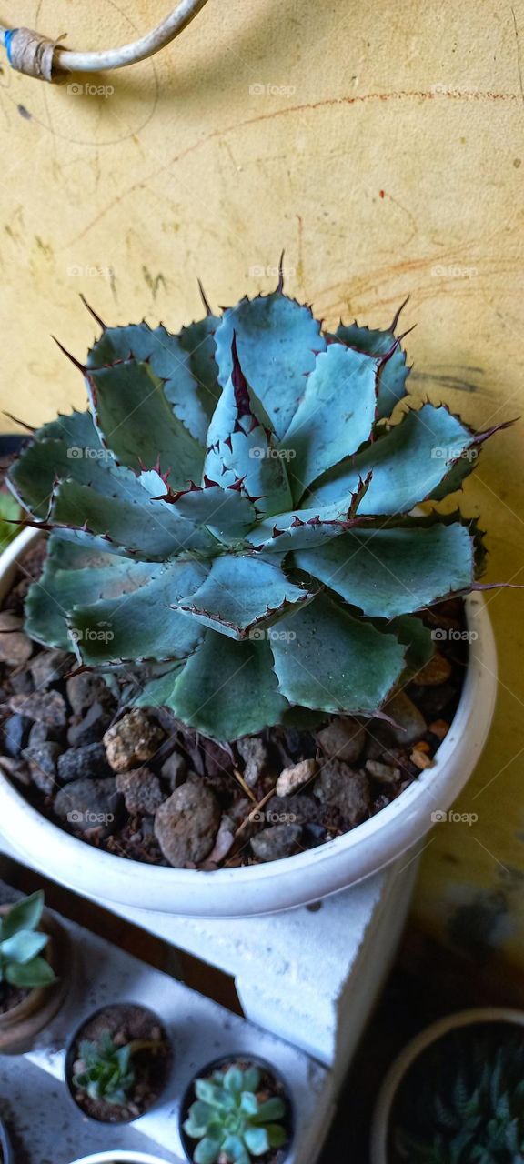 Agave potatorum is a species of flowering plant in the Asparagaceae family