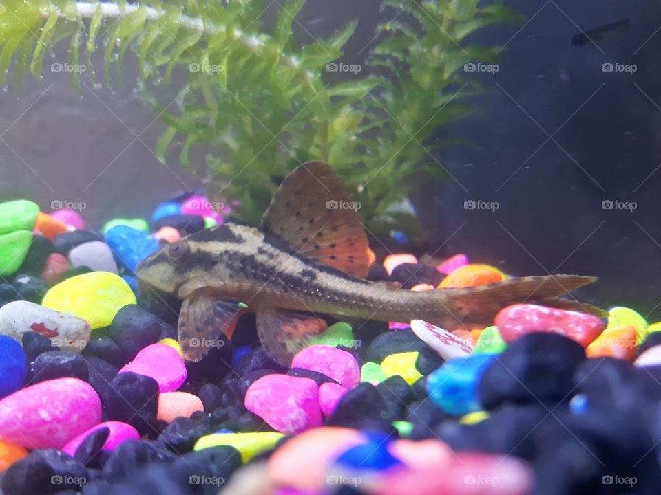 Pleco