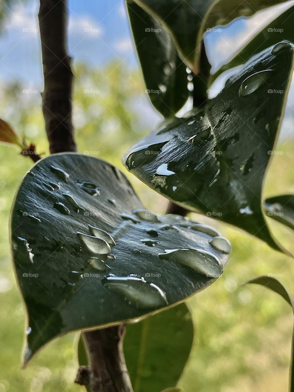 green leaves in drops of water illuminated by the sun