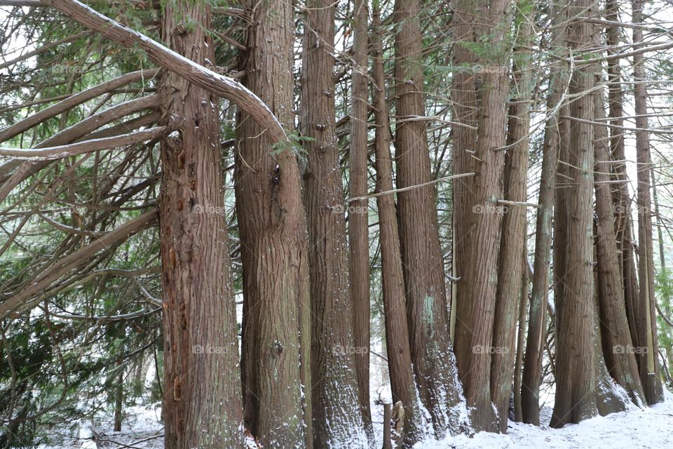 Wall of trees