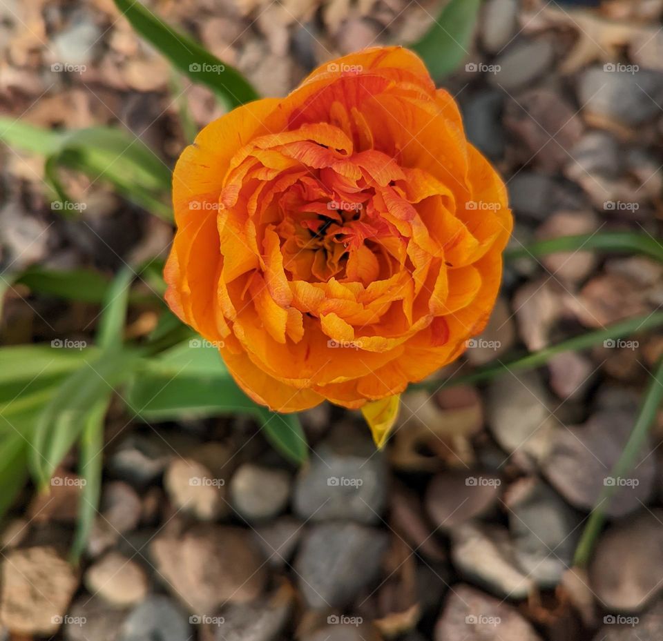 Fancy tulip in bloom