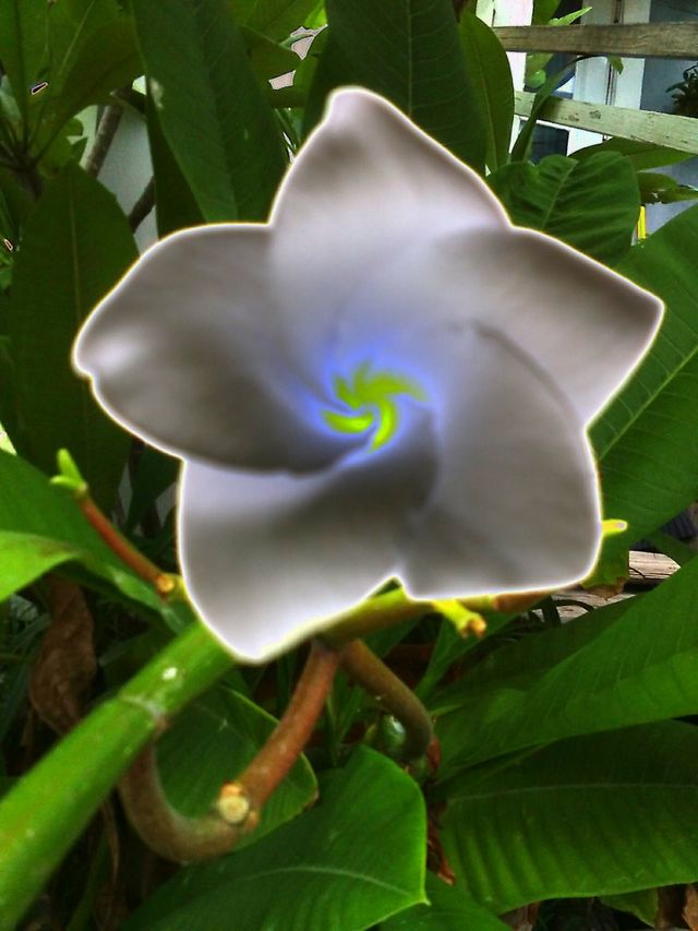 Black Electric Plumeria