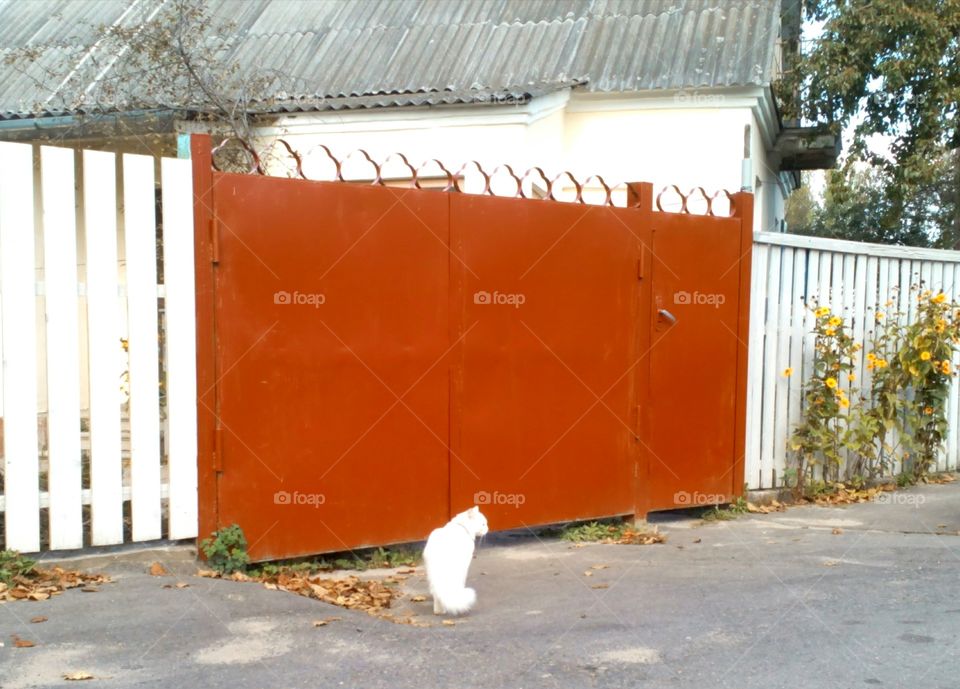 Cat sitting near gate