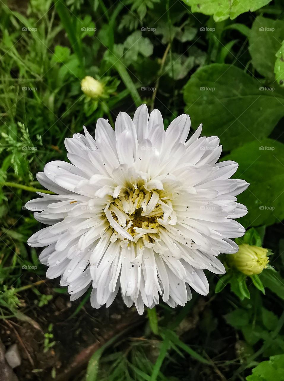 white flower