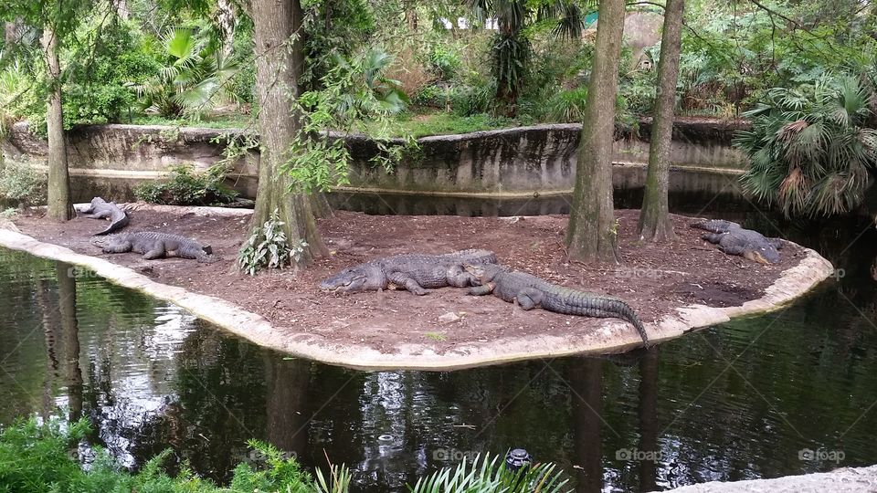 Gator island. I took my 70 year old mom to a major zoo for her birthday and she was super excited to see these guys for the first time