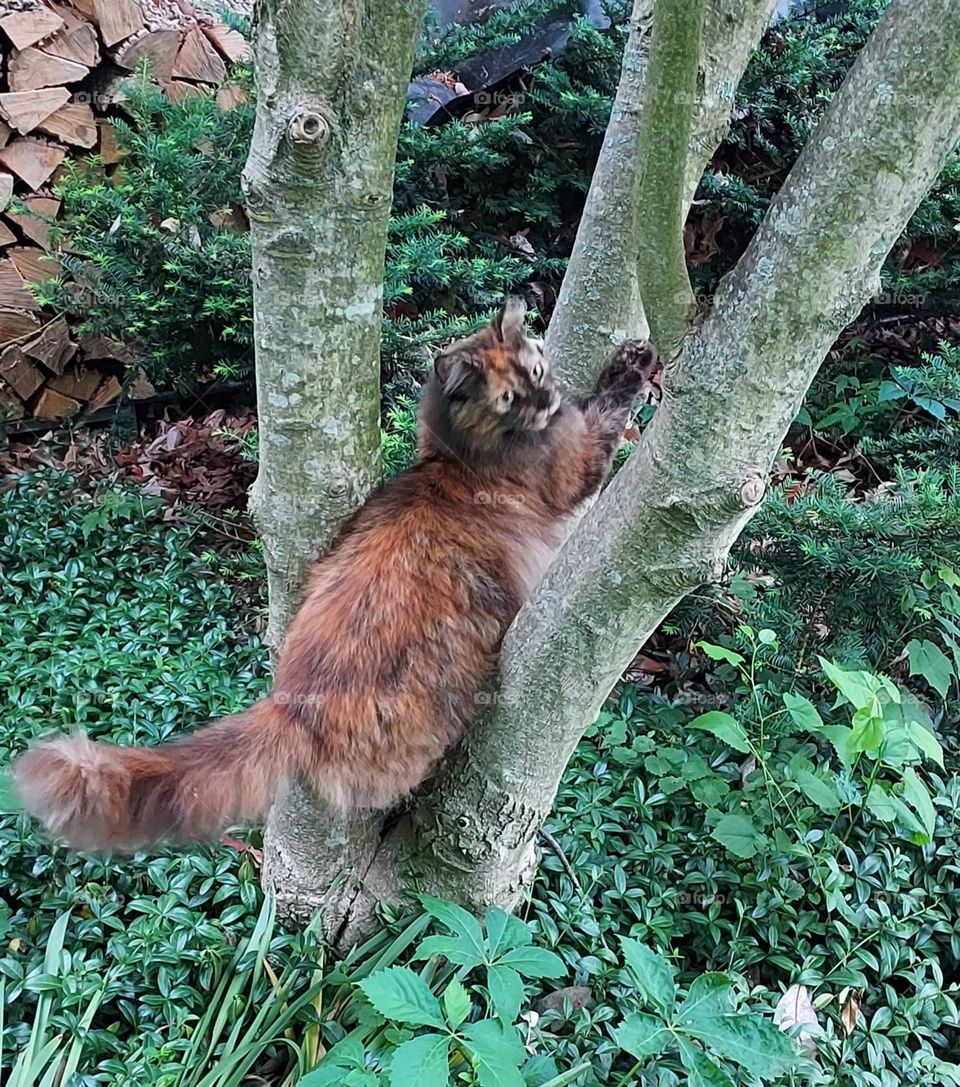 Cat climbing tree