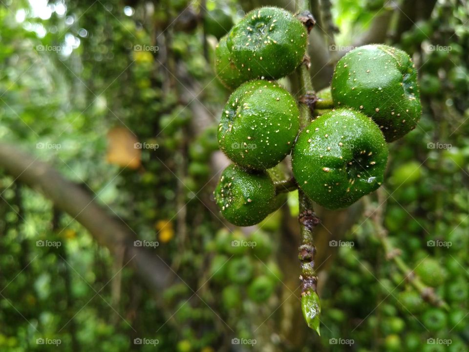 A beautiful green fruits that I found in a forest tree.  photo taken close up.