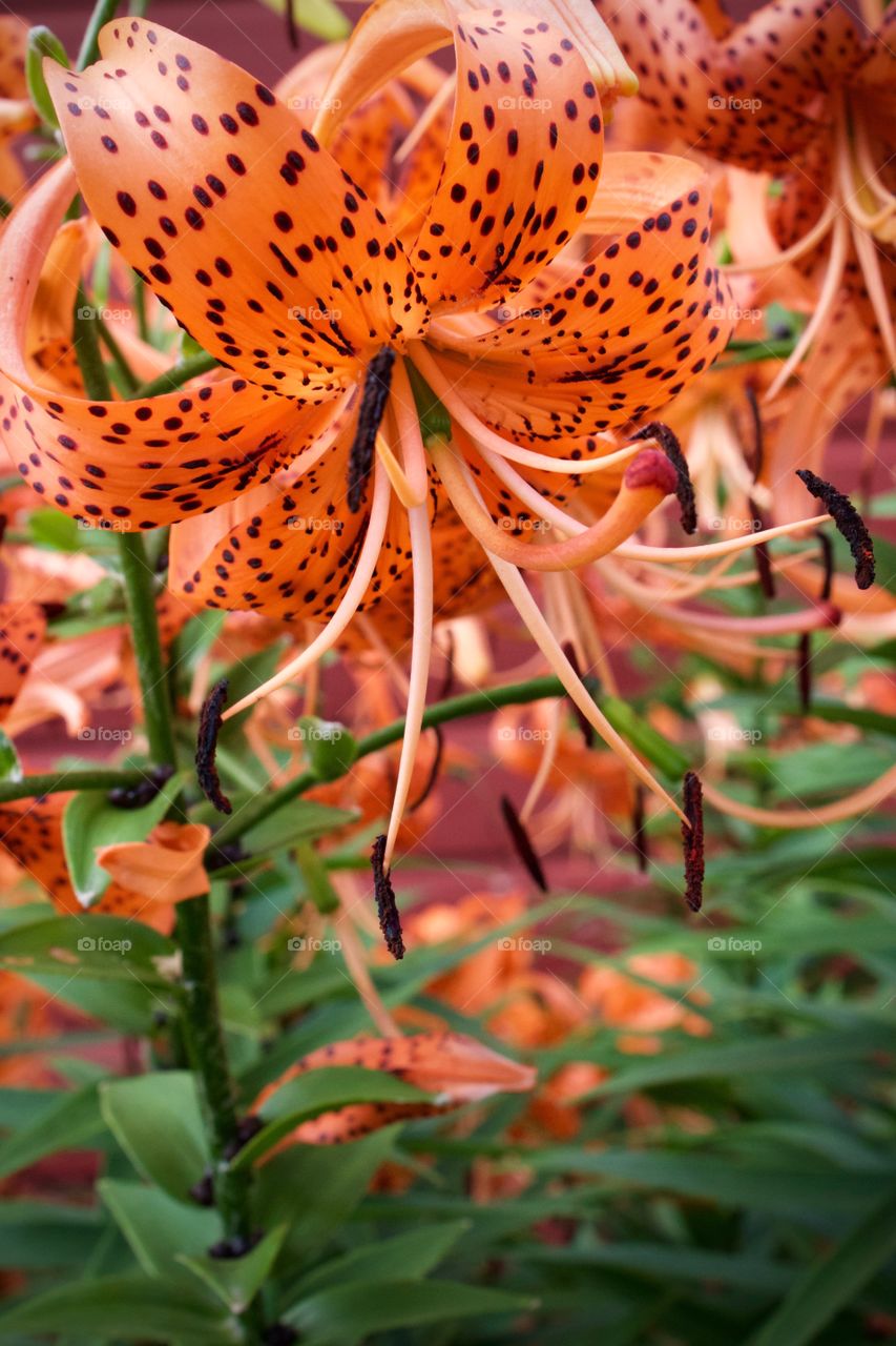 Isolated view of a single, vivid Tiger Lily 