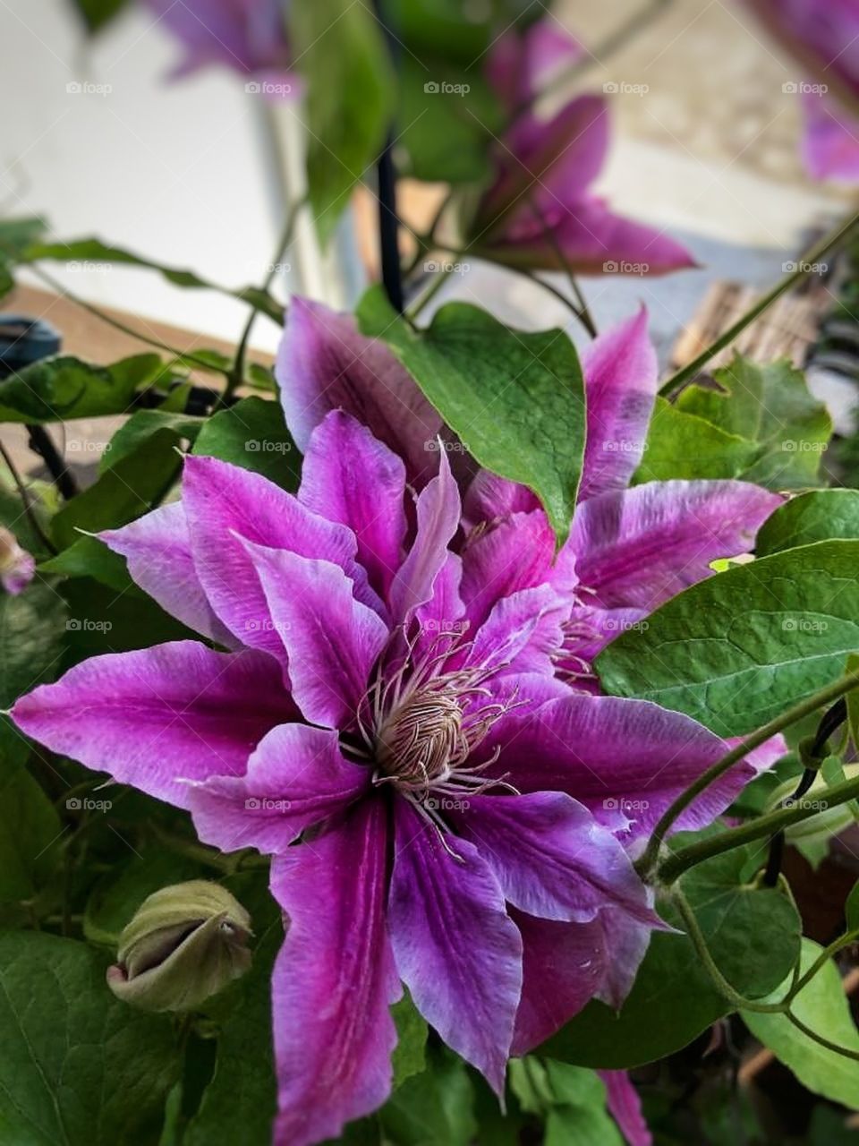 Clematis