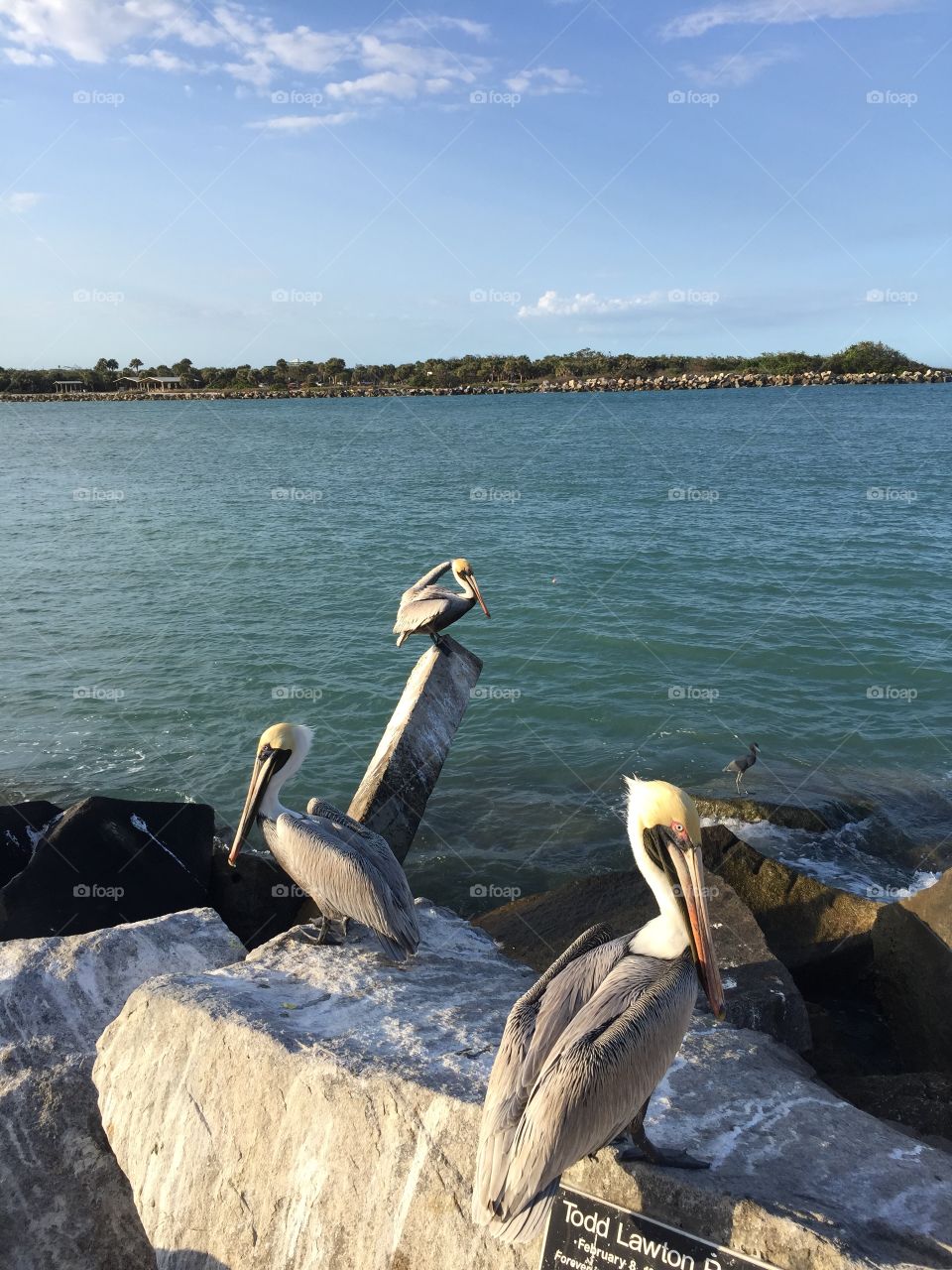 Beautiful water scene with pelicans and rocks