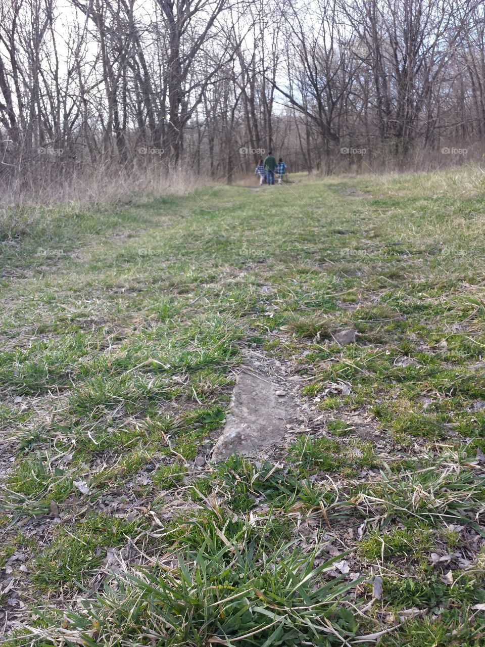 March Woodland Views