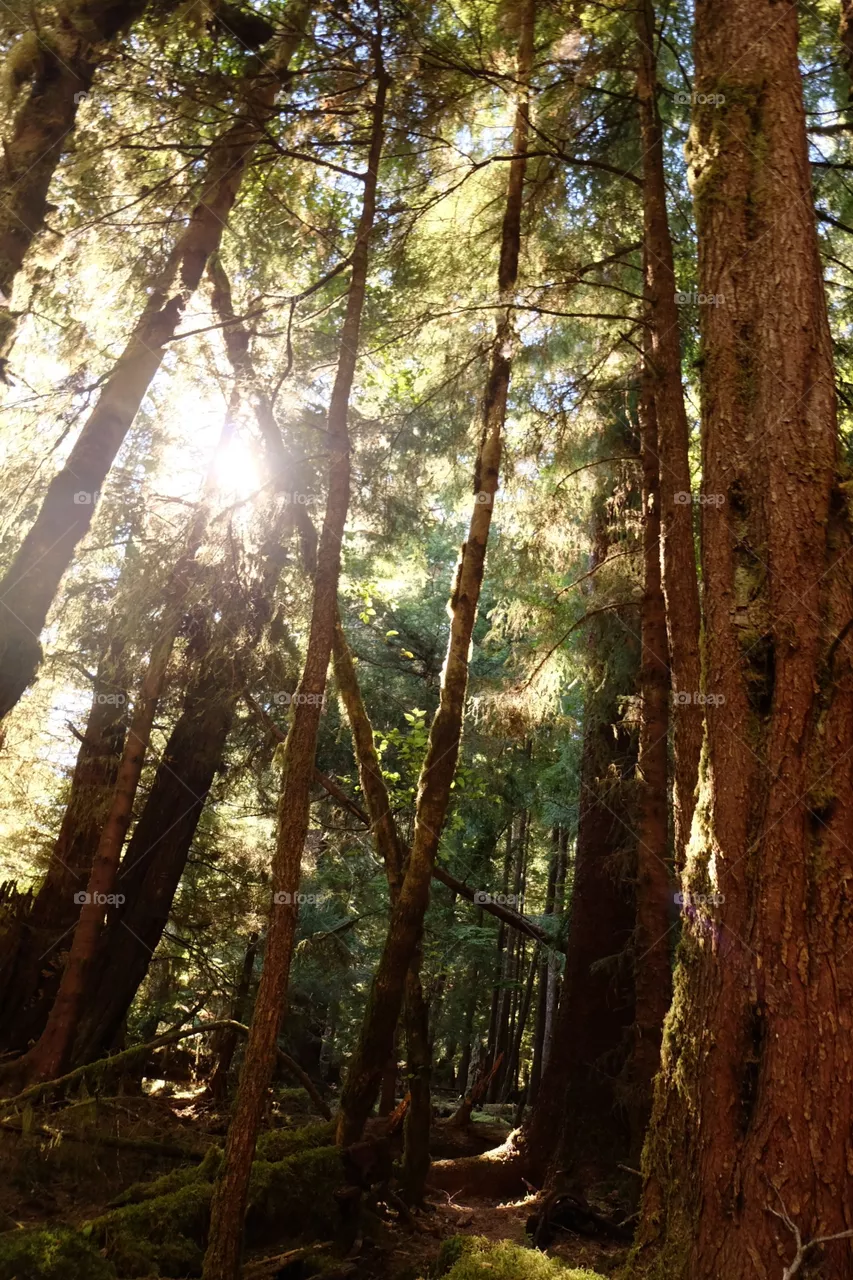 Forgotten forest in Haida 