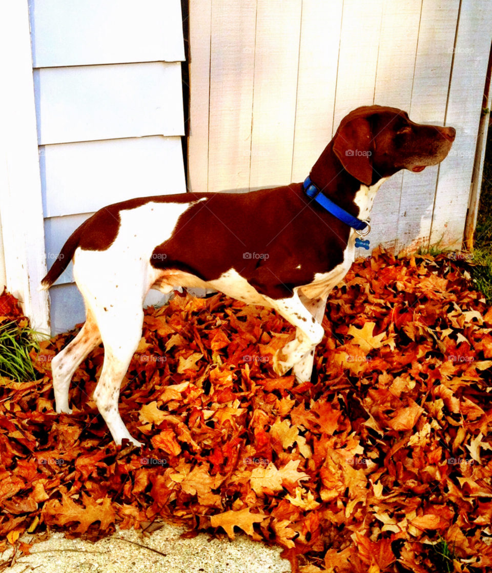 colors fall german pointer by doug414