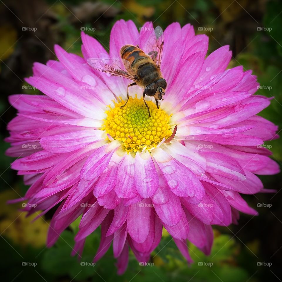 Bee on the Flower