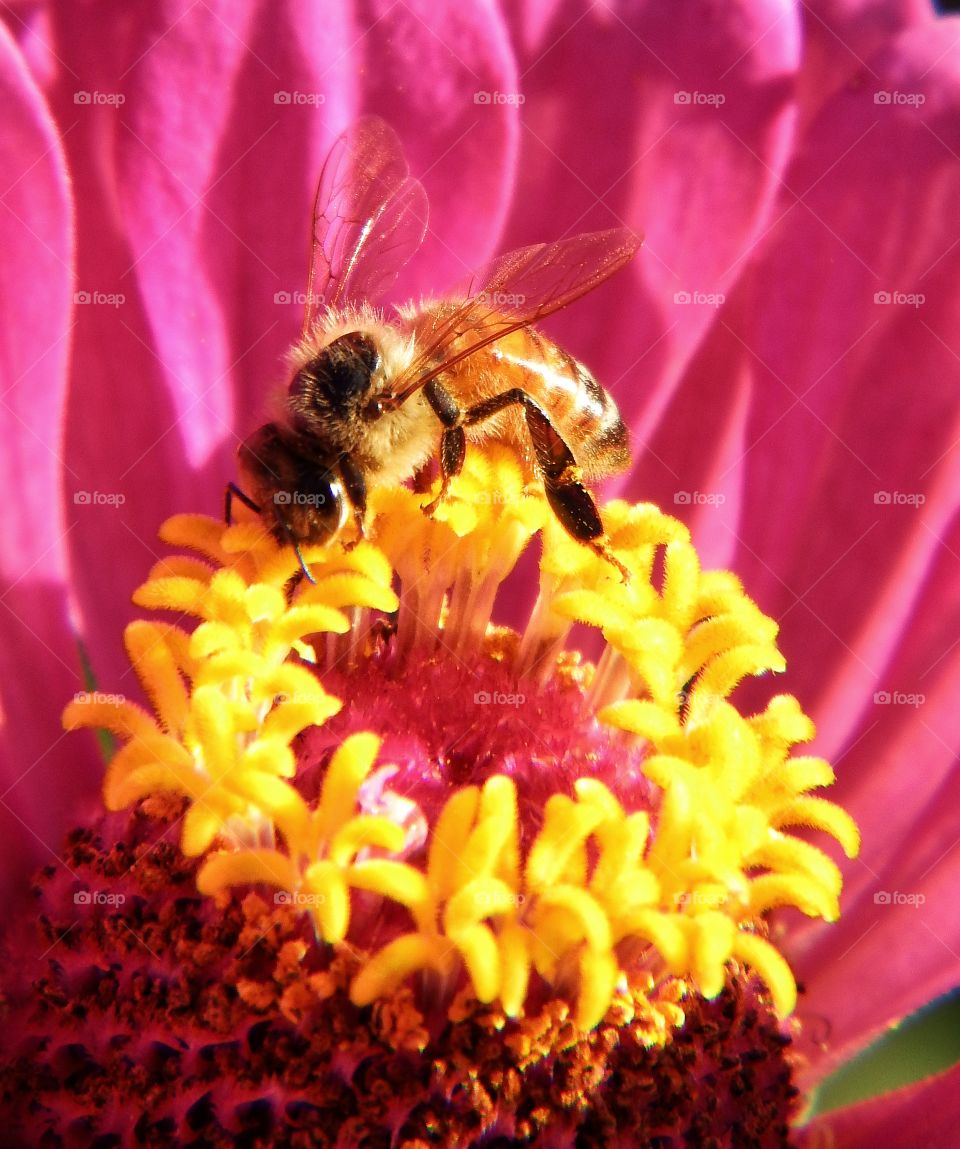 Busy  bee on a flower
