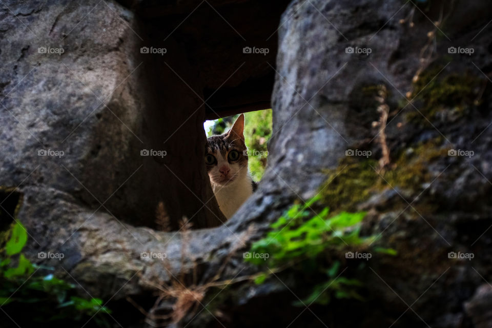 Cat looking from the hole