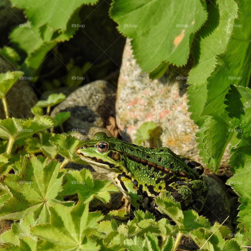 Close-up of green frog