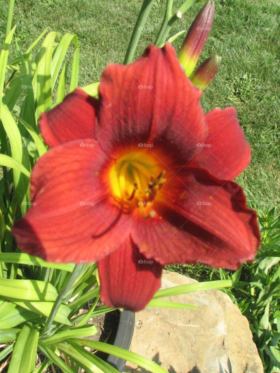 Red Daylily, Backyard beauty 