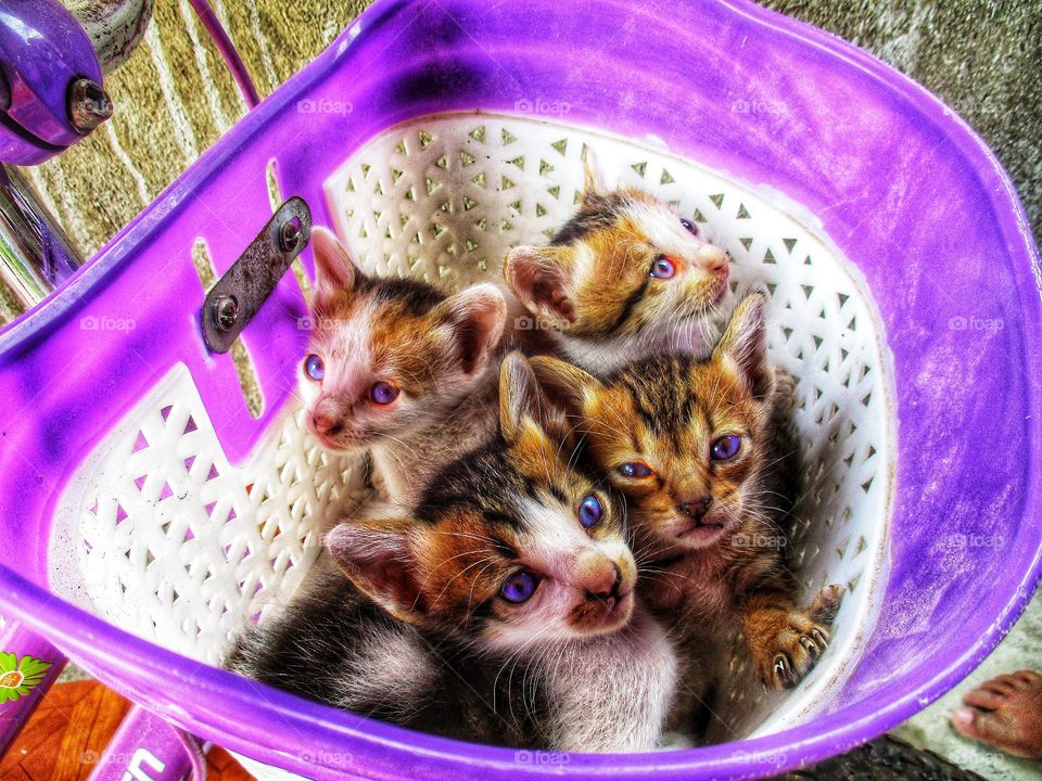 Four cute kittens in a plastic basket