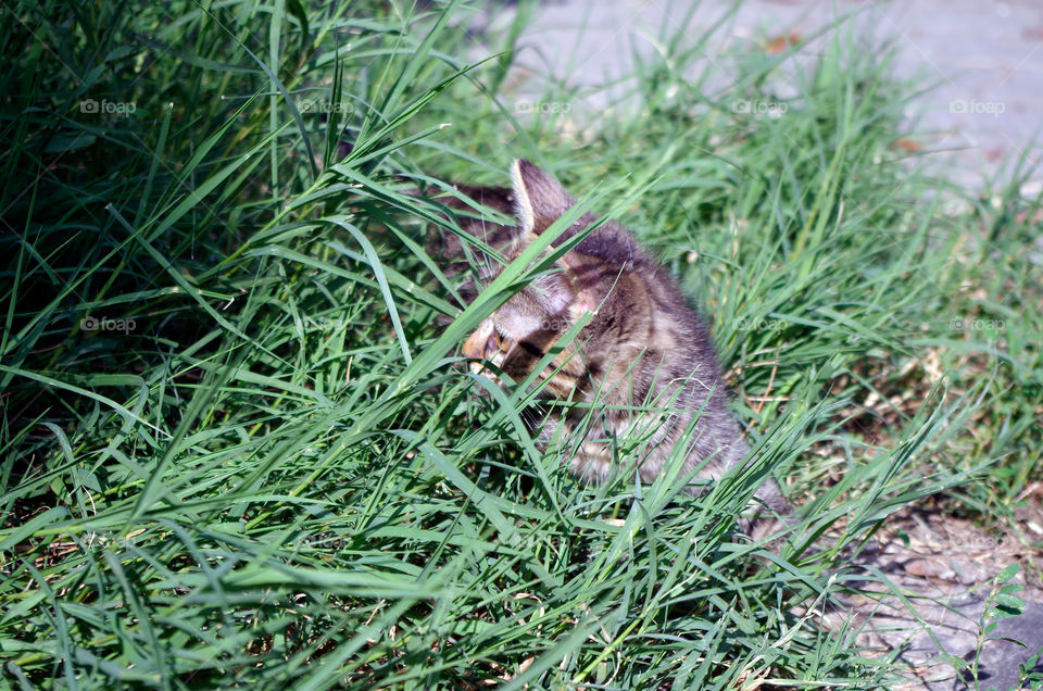 Little kitten amidst grass in Budapest, Hungary.