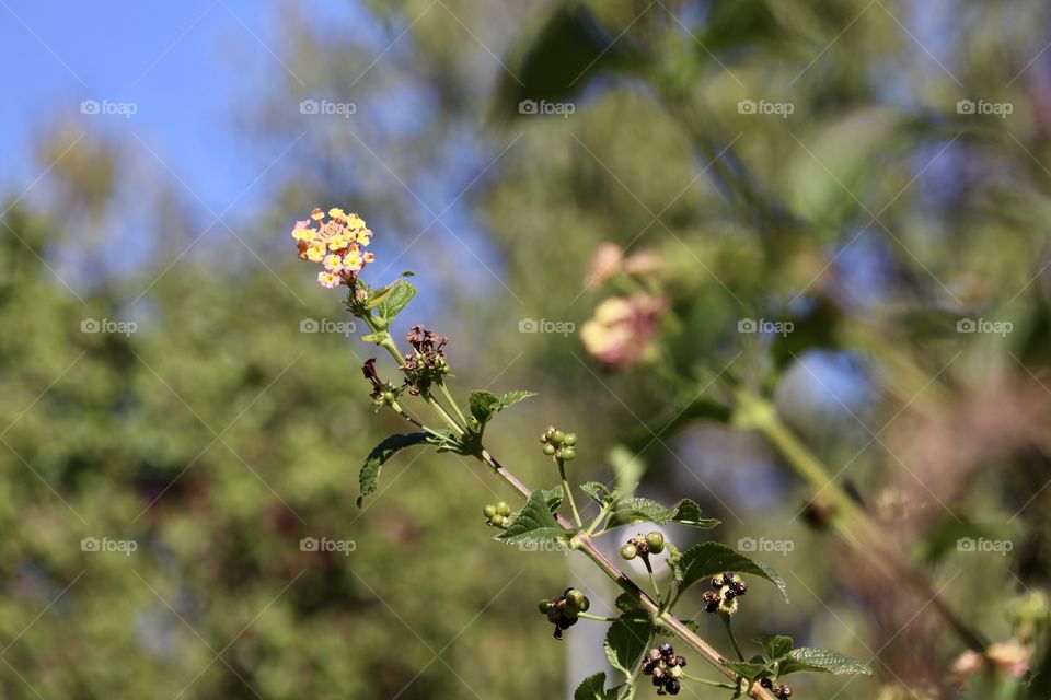 Lantana shrub flower against blurr d garden background 