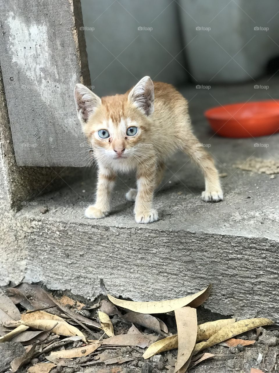 Beautiful orange kitten with brilliant blue eyes 