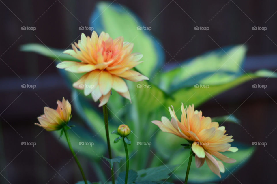 Dahlia flowers beautiful orange bokeh