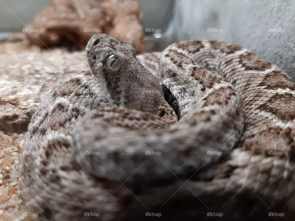 snake