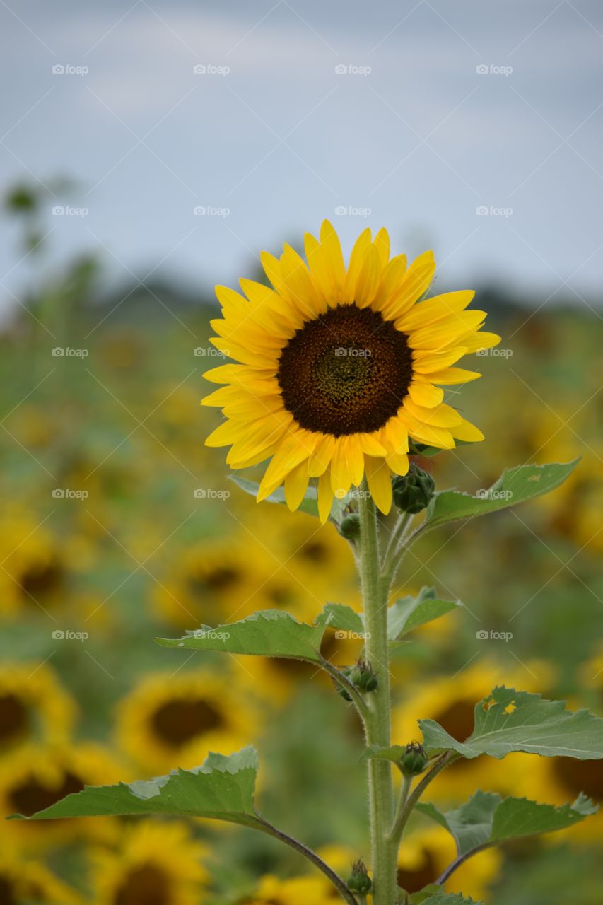 A sunflower standing tall in a garden 