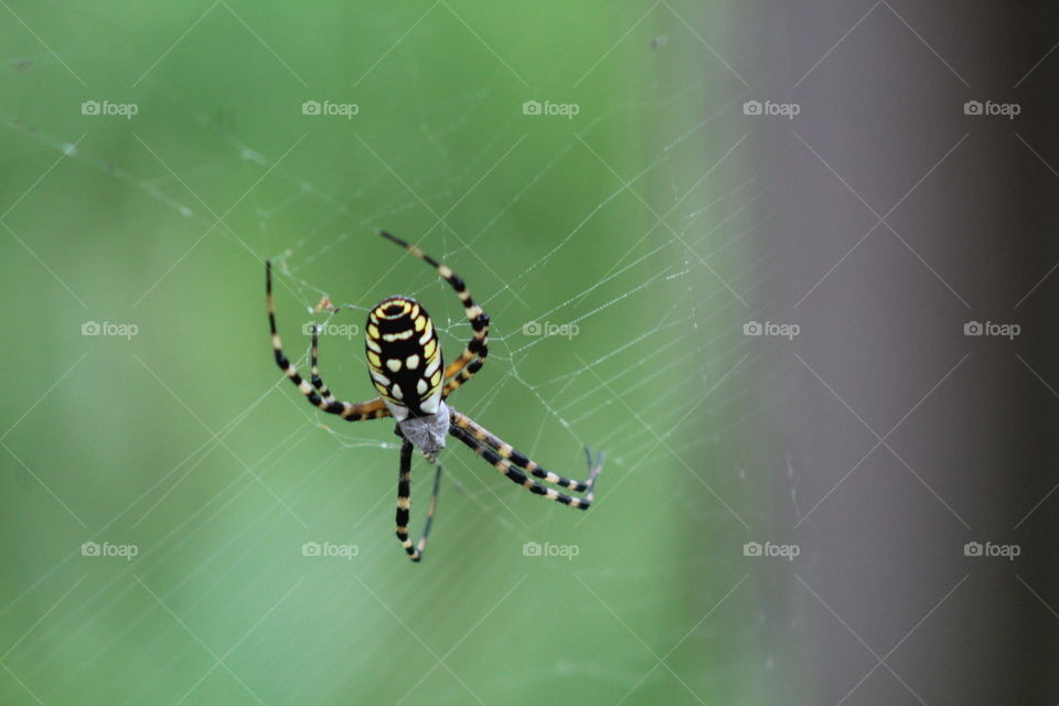 Banana Spider in its’ Web